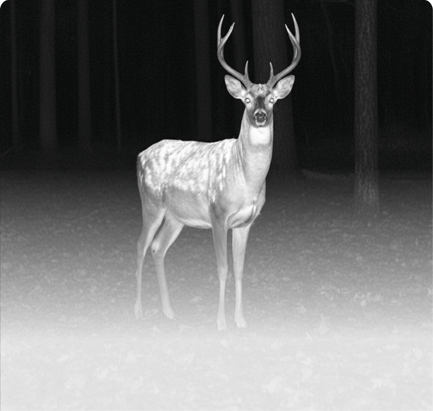 PARD Pantera 384 Mini 25 mm - sensor termiczny i wyświetlacz OLED